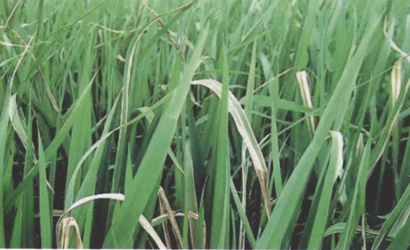  p> span class="ref" data-ctrid="hzck4nit">水稻白叶枯病浴称着凤