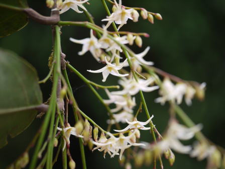 Hopea ponga_百度百科