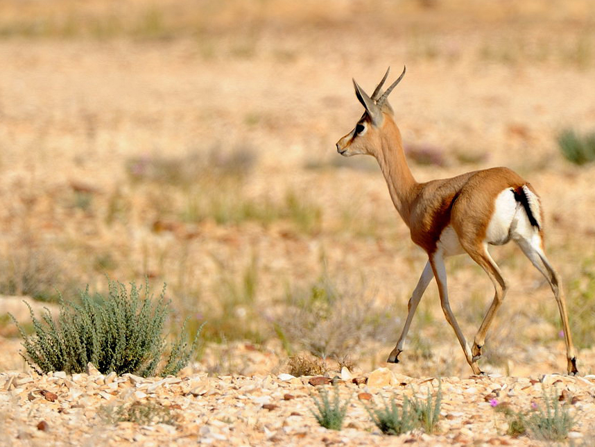  p>鹿瞪羚(学名: i>gazella dorcas /i>):是偶蹄目,牛科,瞪羚属的 a