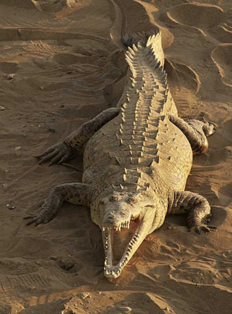  p>美洲鳄(学名: i>crocodylus acutus /i>)是鳄科,鳄属的一种鳄鱼.