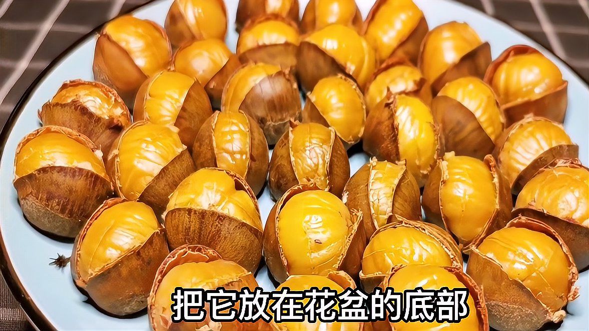 风栗壳_百度百科