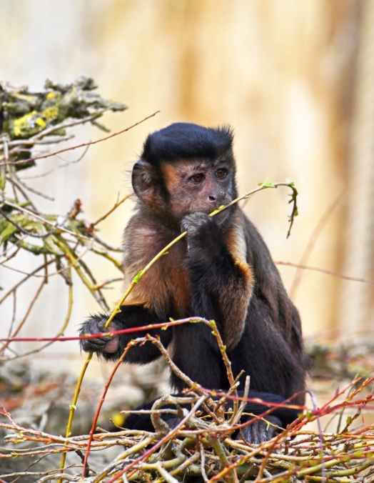  p>黑帽悬猴(学名: i>sapajus apella /i>):是卷尾猴科,悬猴属的动物.