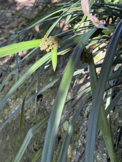 割鸡芒_百度百科
