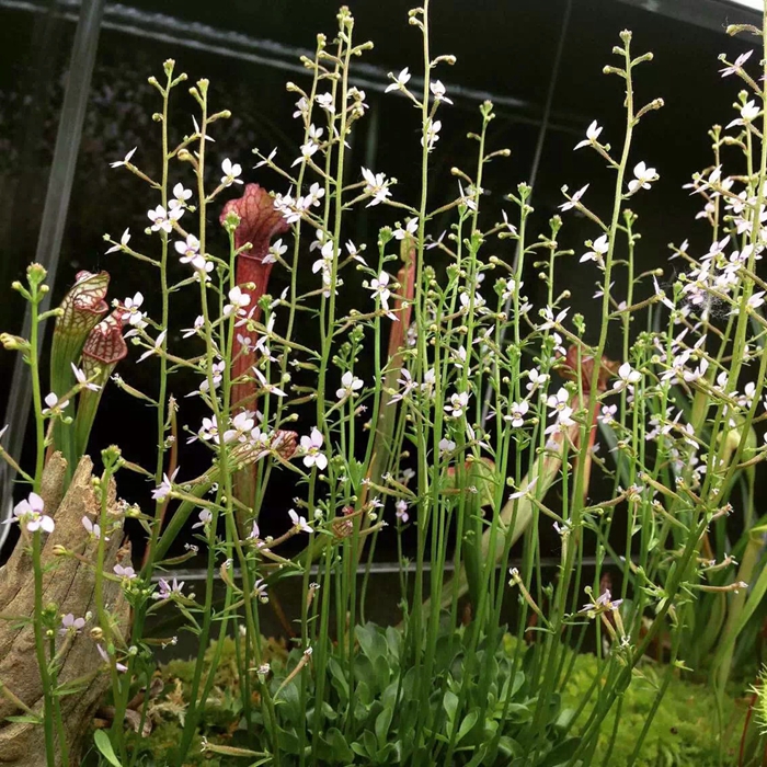 stylidium uliginosum