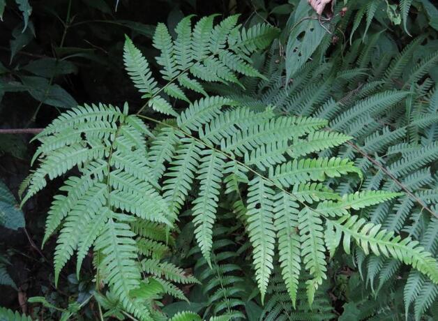  p>西南凤尾蕨 (学名: i>pteris wallichiana /i> agardh)是凤尾蕨科