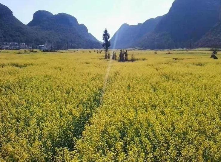  p>板桥镇,隶属云南省 a target="_blank" href="/item/曲靖市