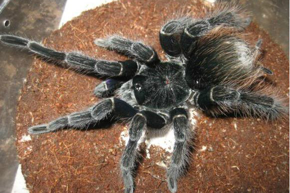  p>蓝管巢蛛属于管巢蛛科管巢蛛属的动物. /p>