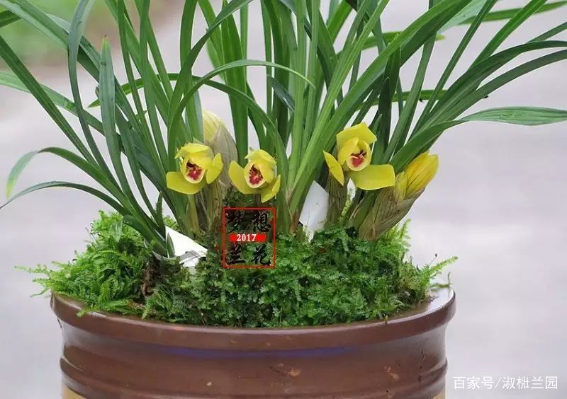 精选花卉：兰花欣赏春兰铭品黄金大富贵_百科TA说