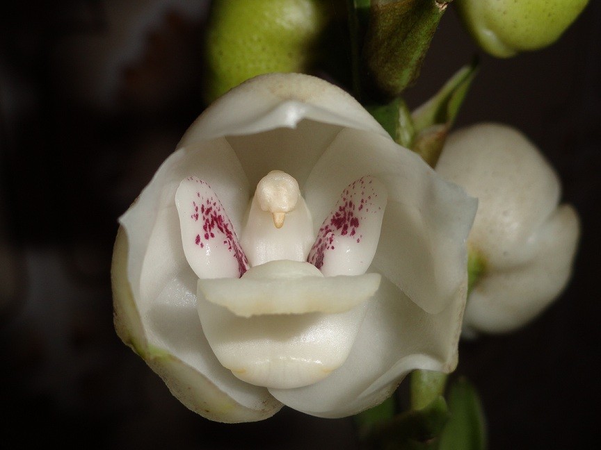  p>鸽子兰(学名: i>peristeria /i>  i>elata /i> hook.