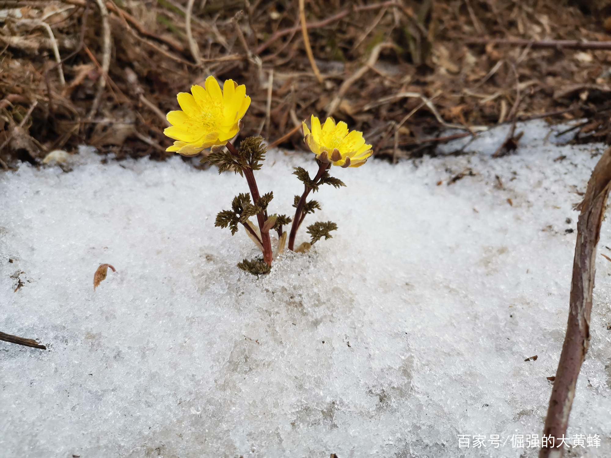 长在冰雪中的冰凌花_百科TA说