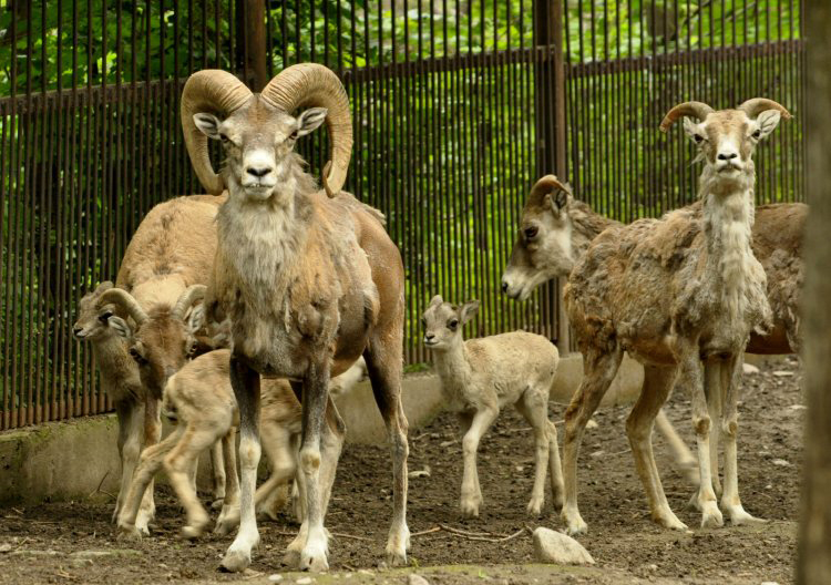  p>哈萨克盘羊(学名: i>ovis collium /i>):是牛科,盘羊属动物.