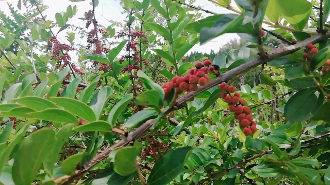 马桑（马桑科马桑属植物）_百度百科