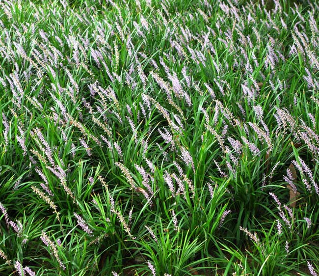 天门冬科沿阶草属多年生草本植物,该植物植株矮小,根纤细,近末端具