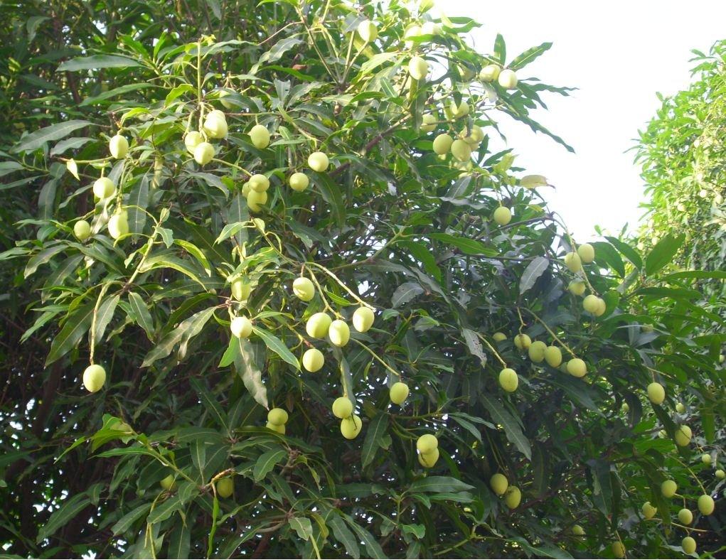  p data-id="gnvfvrohaz">扁桃( i>prunus dulcis /i> (mill.) d. a.