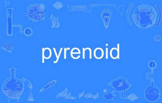 pyrenoid_百度百科