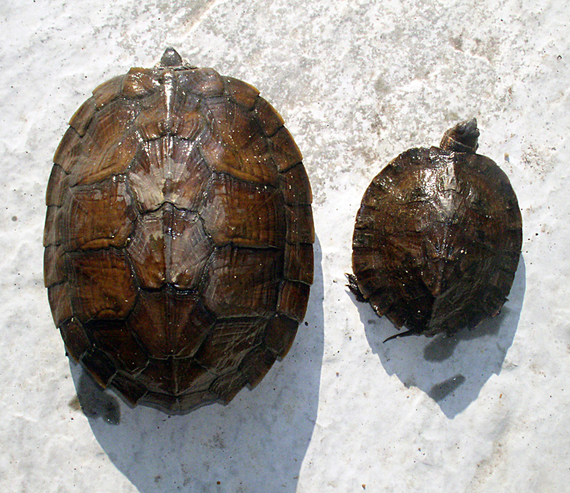  p>齿缘摄龟(学名: i>cyclemys dentata /i>)是龟科,摄龟属动物.