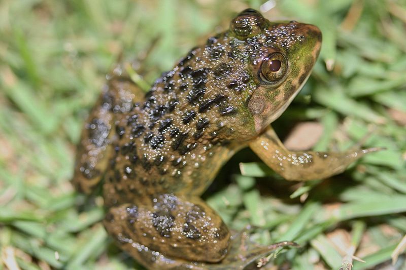  p>虎纹蛙(学名: i>hoplobatrachus rugulosus /i>)是叉舌蛙科,虎纹蛙