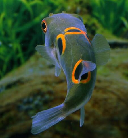  p>弓斑东方鲀(学名: i>takifugu ocellatus /i>)是鲀科,东方鲀属鱼类