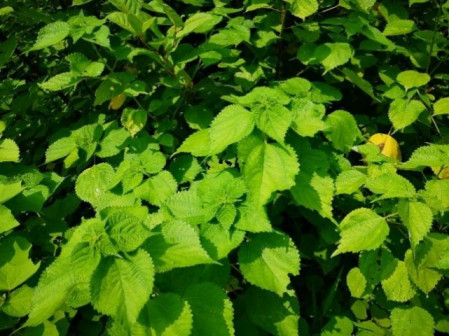 苎麻（荨麻科苎麻属植物）_百度百科