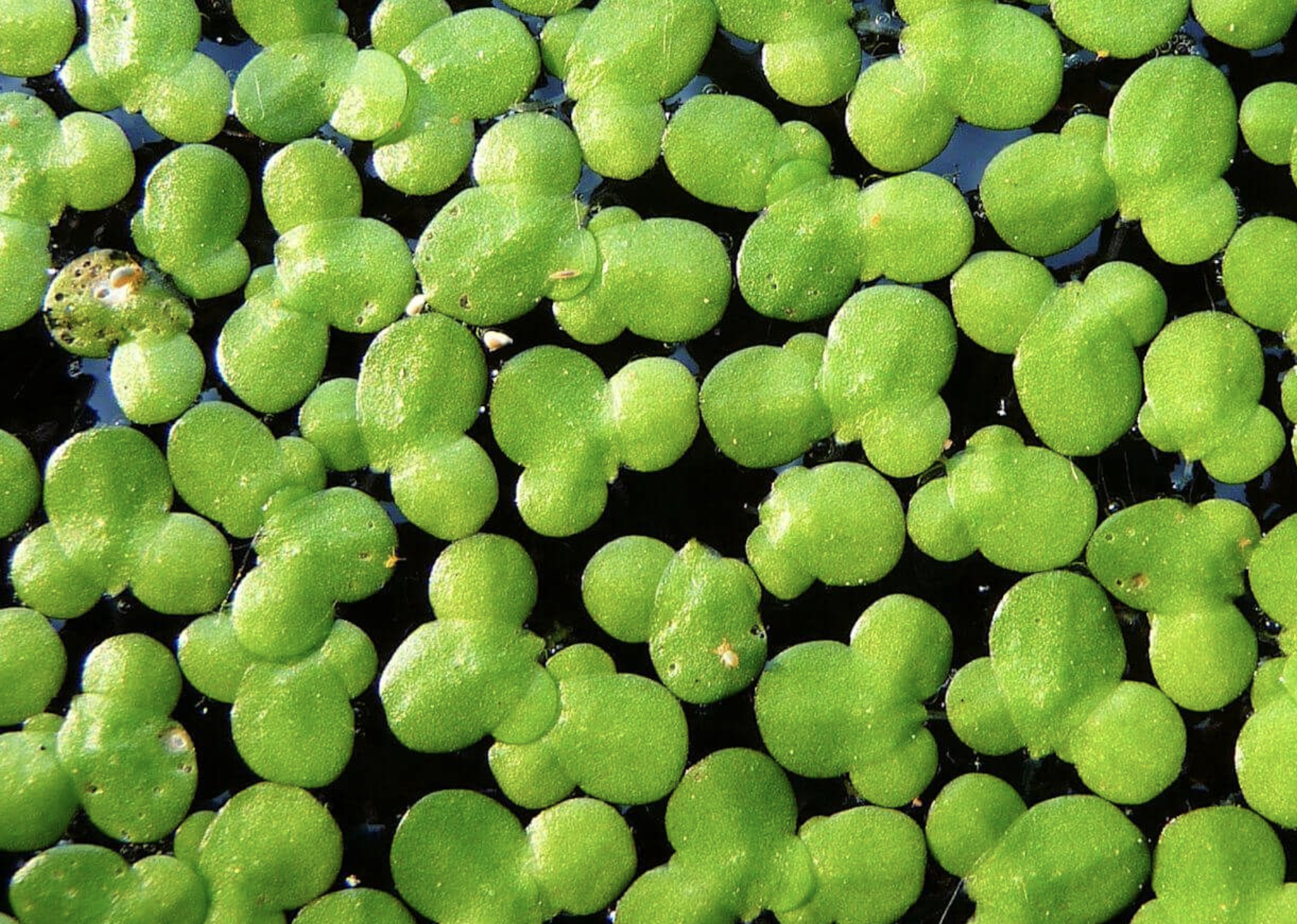  p>浮萍(学名: i>lemna minor  /i>l.