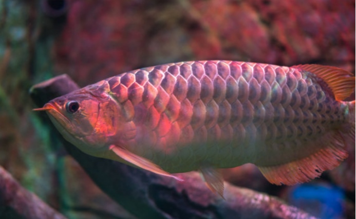 被视作家财和身份象征的鱼 红龙鱼 百科ta说