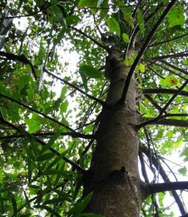 米老排广西163家系