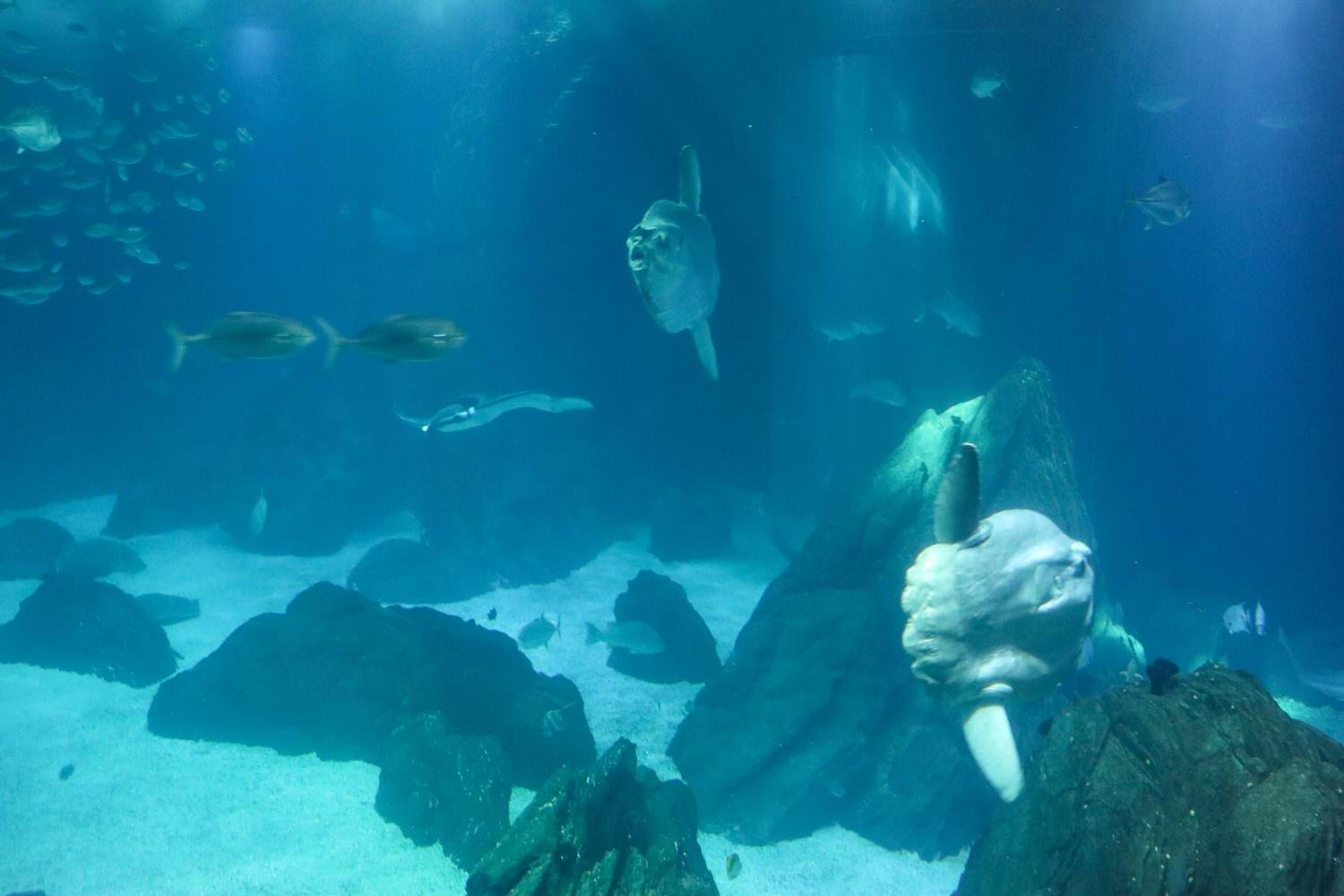 里斯本海洋水族馆