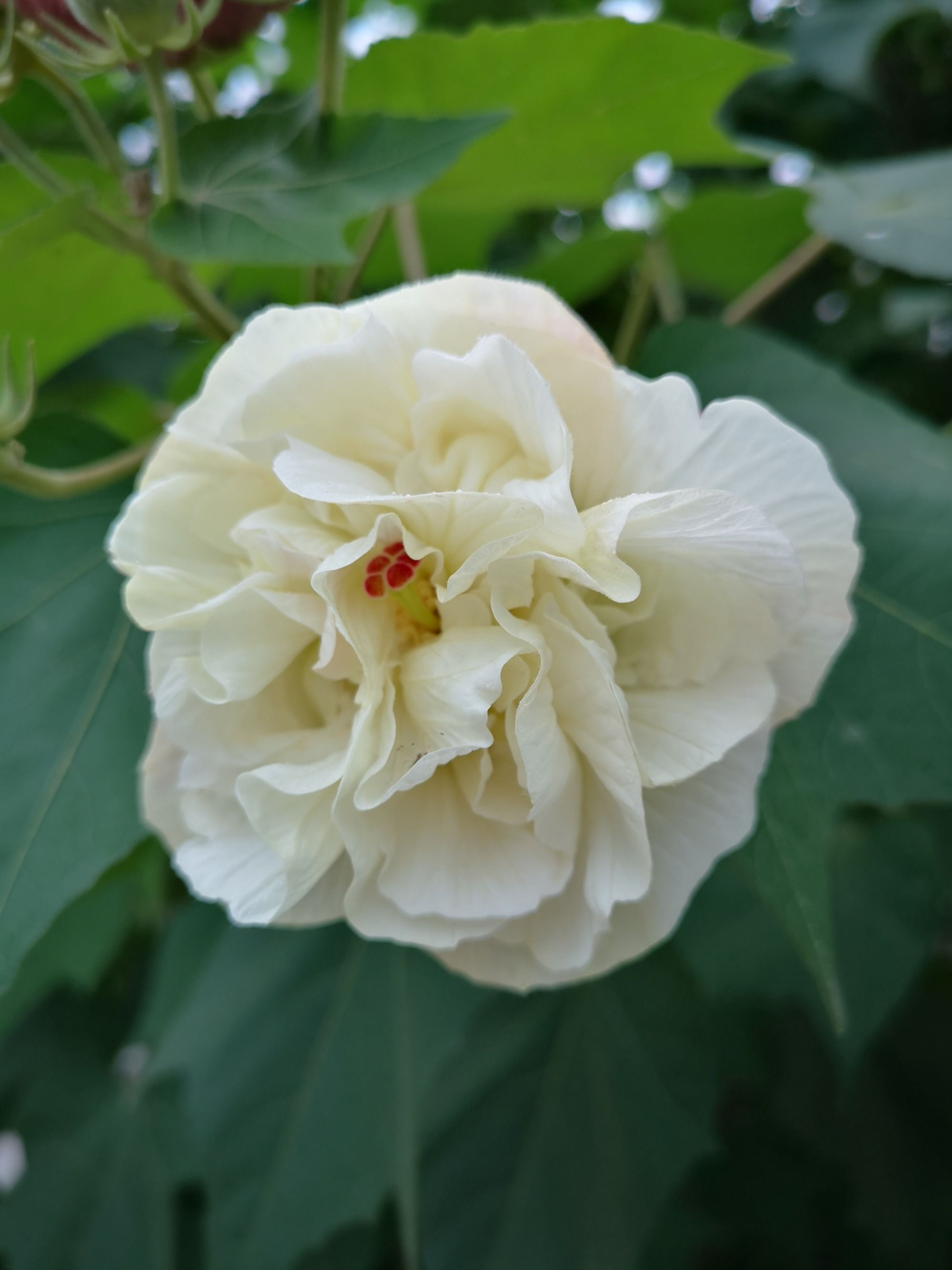  p data-id="txynodk7rnno">木芙蓉( i>hibiscus mutabilis /i> l.