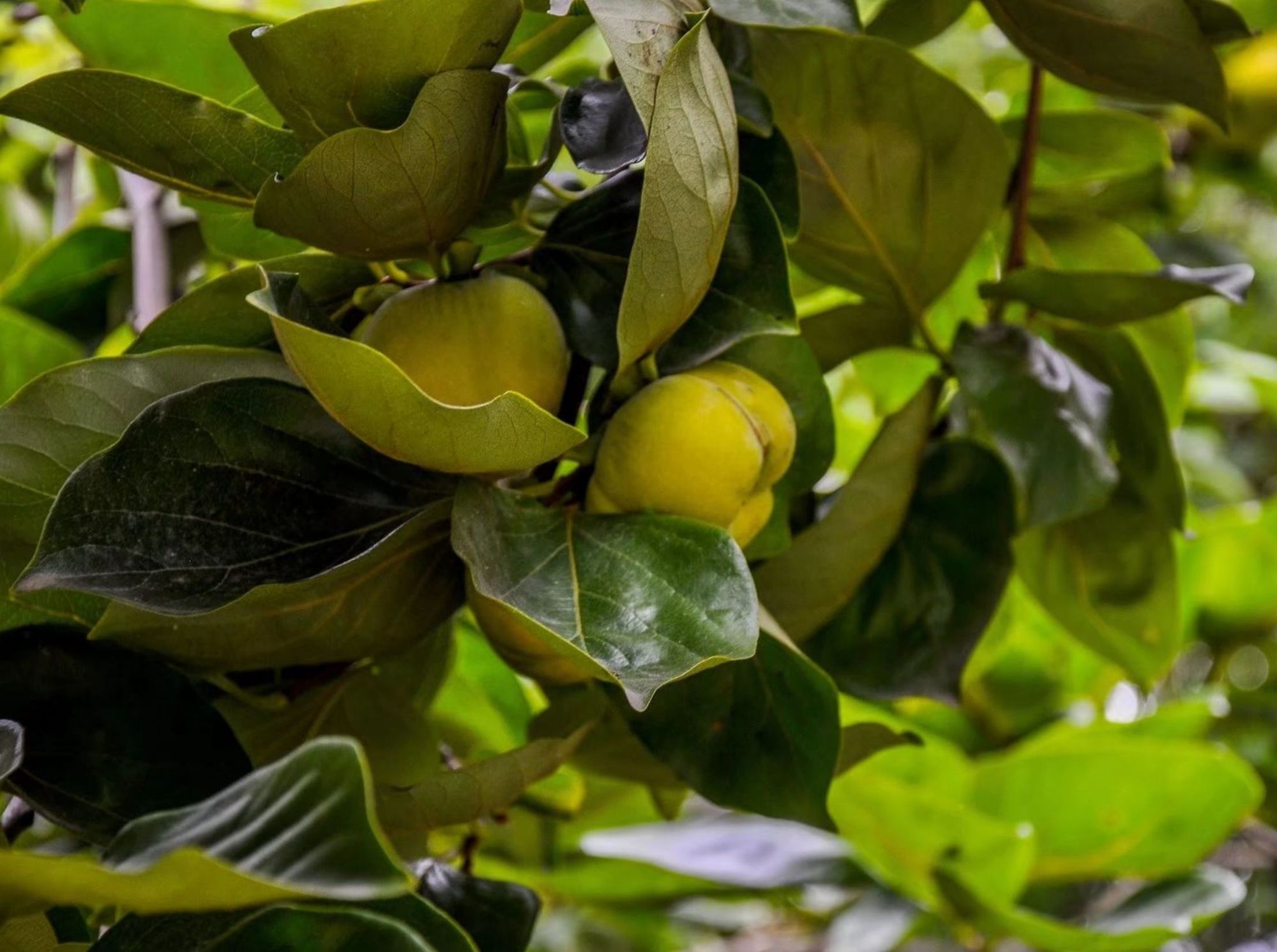 柿科(ebenaceae gürke)是杜鹃花目
