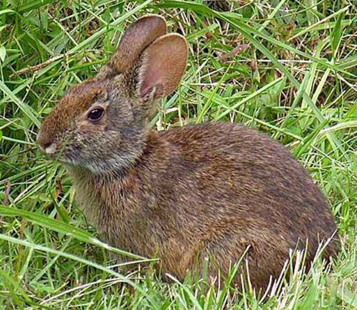 ugandan grass hare