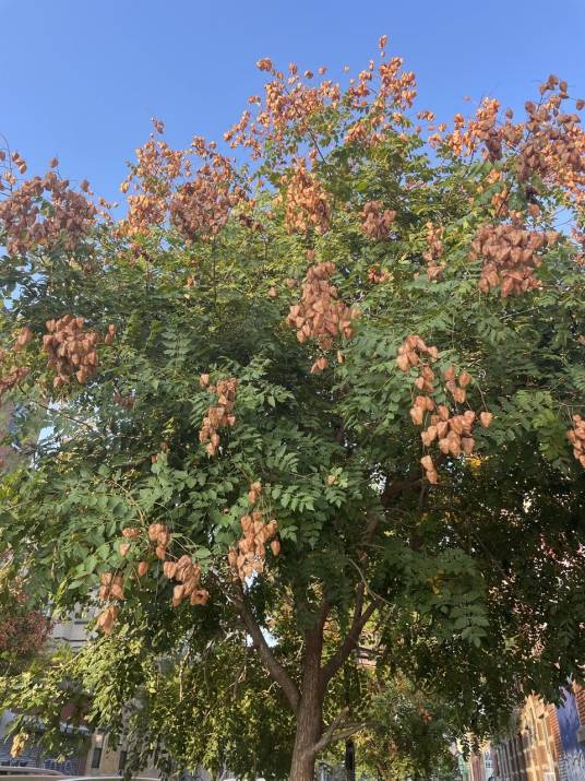 栾（无患子科栾属的一种植物）_百度百科