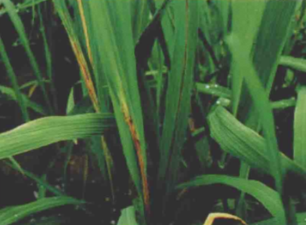 水稻细菌性褐斑病