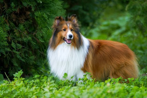 shetland sheepdog