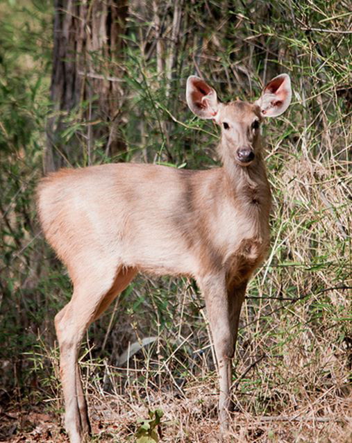  p>水鹿(学名: i>rusa unicolor /i>)体型粗壮接近 a target="_blank"