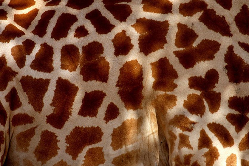  p>长颈鹿西非亚种(学名: i>giraffa camelopardalis peralta /i>):是