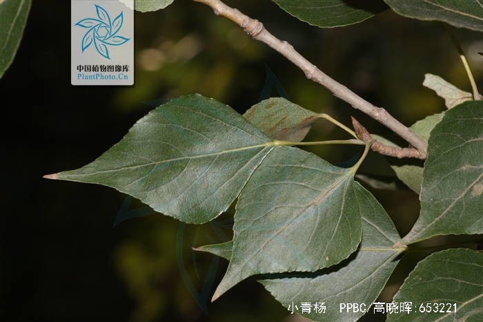  p>小青杨,中药名.