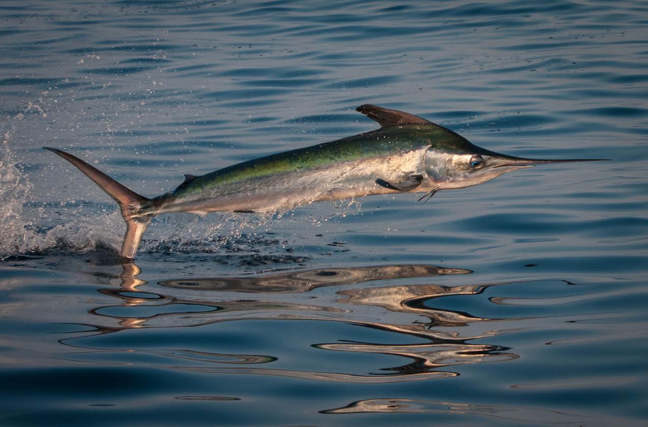  p>白皮旗鱼(学名: i>kajikia albida /i>)是旗鱼科,白皮旗鱼属鱼类.