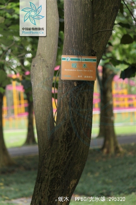  p>蚬木,拉丁学名: i>excentrodendron hsienmu /i>(chun et how) h.