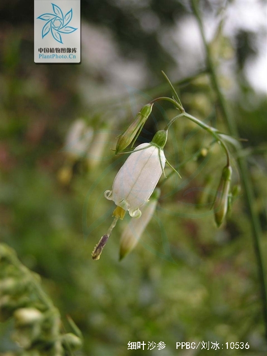  p>细叶沙参,又称 a href="#" data-lemmaid="2547766">兰花参 /a>,是