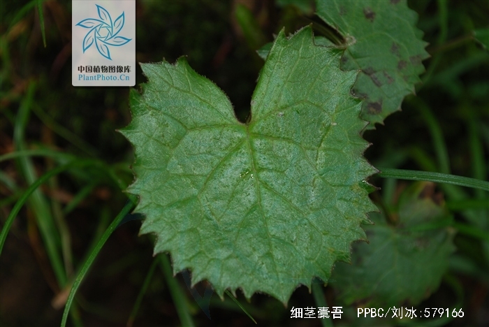 总状花序/795476" data-lemmaid="795476">总状花序 /a>;苞片狭披针形