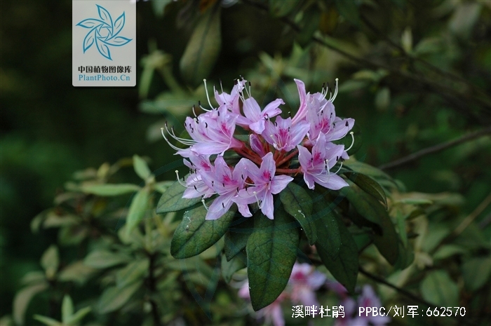 叶纸质,上面深绿色,下面淡黄褐色,叶脉在上面凹陷,下面凸出,花芽圆锥