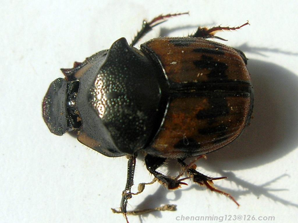  p>蜣螂(qiāng láng,英文dung beetle)俗称屎壳郎(shǐ ke làng)
