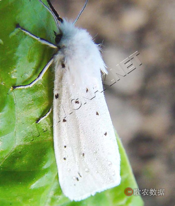  p>稀点雪灯蛾( i>spilosoma urticae /i>&nbsp;esper,1789)是