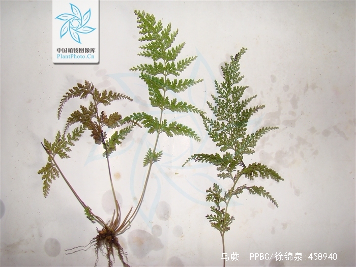  p>乌蕨(学名: i>odontosoria /i>  i>chinensis /i> (l.) j. sm.