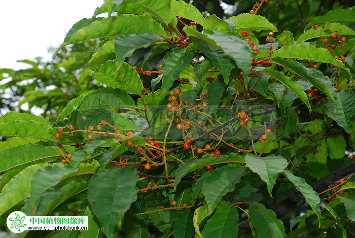  p>橉木,是 a data-lemmaid="1349839">稠李属