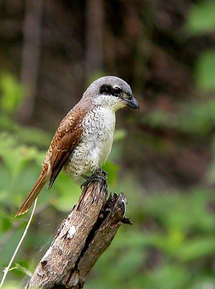  p>虎纹伯劳(学名: i>lanius tigrinus /i>):全长165毫米左右.