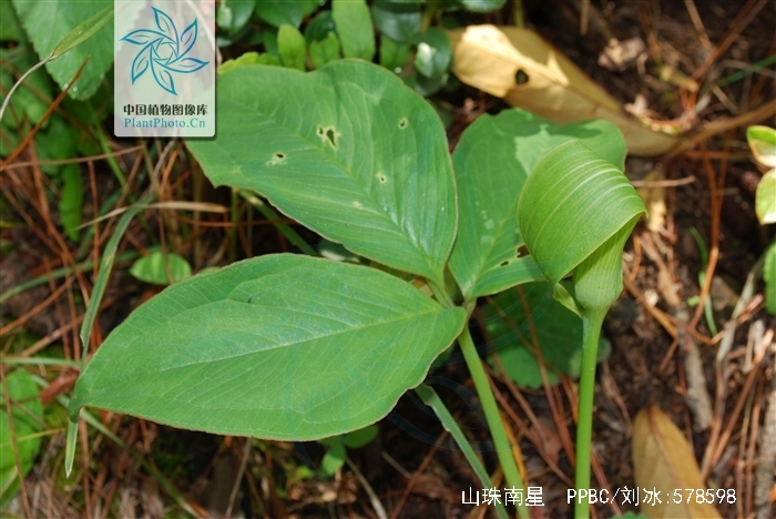  p>山珠南星,是 a href="#" data-lemmaid="6721720">天南星科 /a>