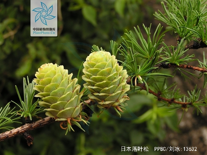  p>日本落叶松,学名: i>larix kaempferi(lamb.
