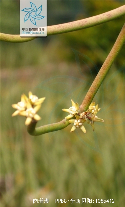  p>肉珊瑚,中药名.