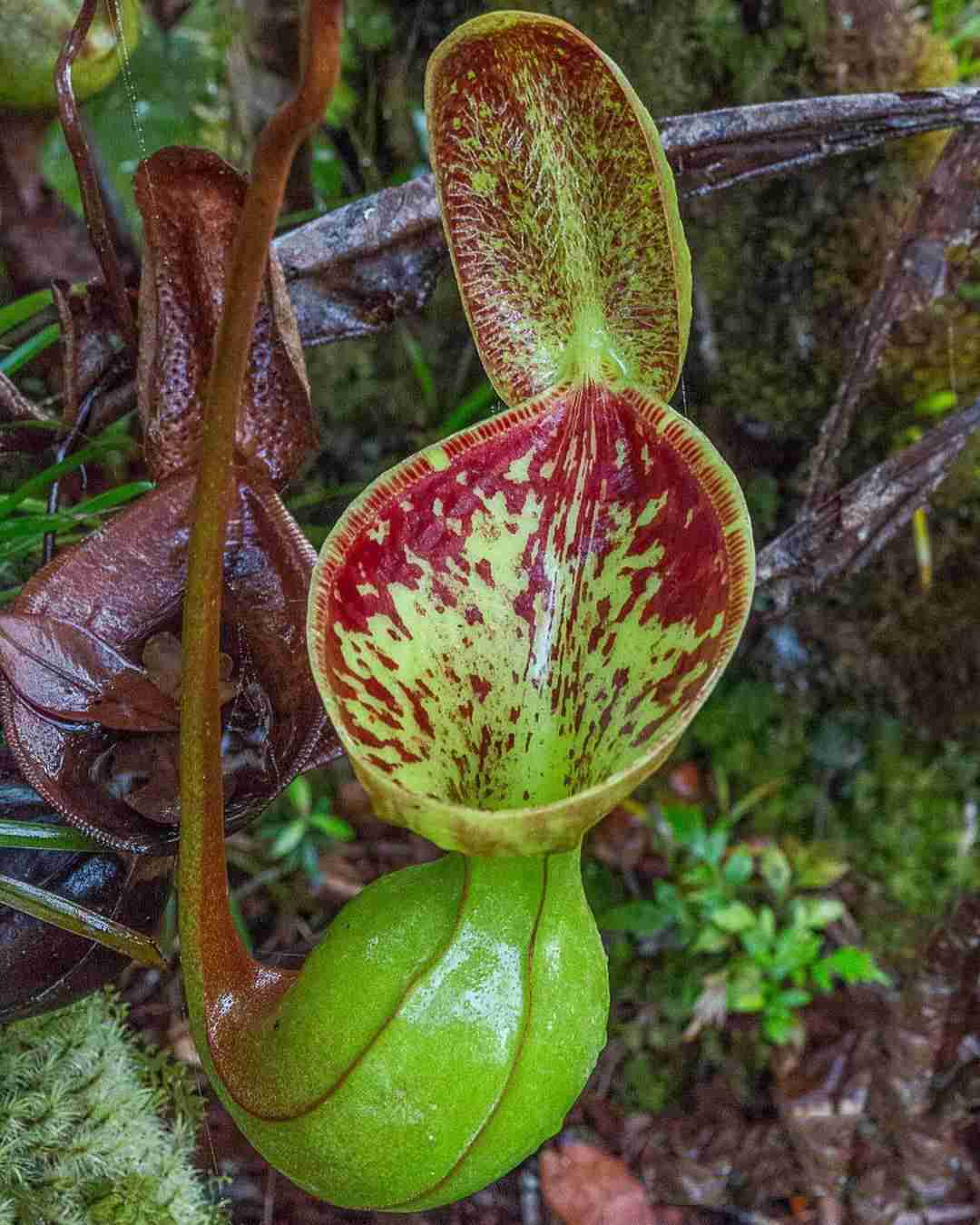 nepenthes lowii